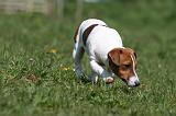 JACK RUSSEL 095